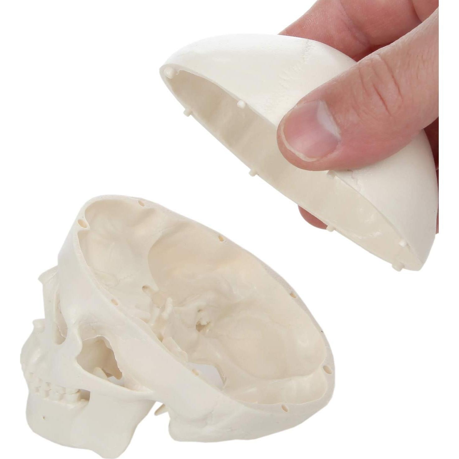 Modelo de Cráneo Miniatura Axis Scientific 8.9 cm 3 Partes