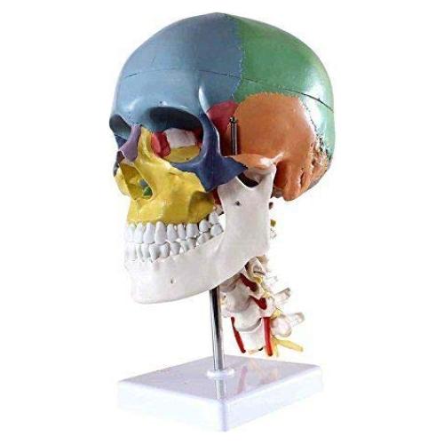Cráneo Humano Anatómico Global-Dental con 7 Vértebras y Soporte
