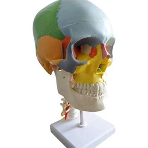 Cráneo Humano Anatómico Global-Dental con 7 Vértebras y Soporte