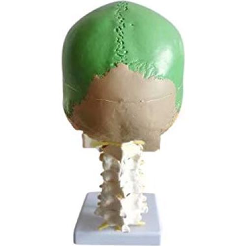 Cráneo Humano Anatómico Global-Dental con 7 Vértebras y Soporte