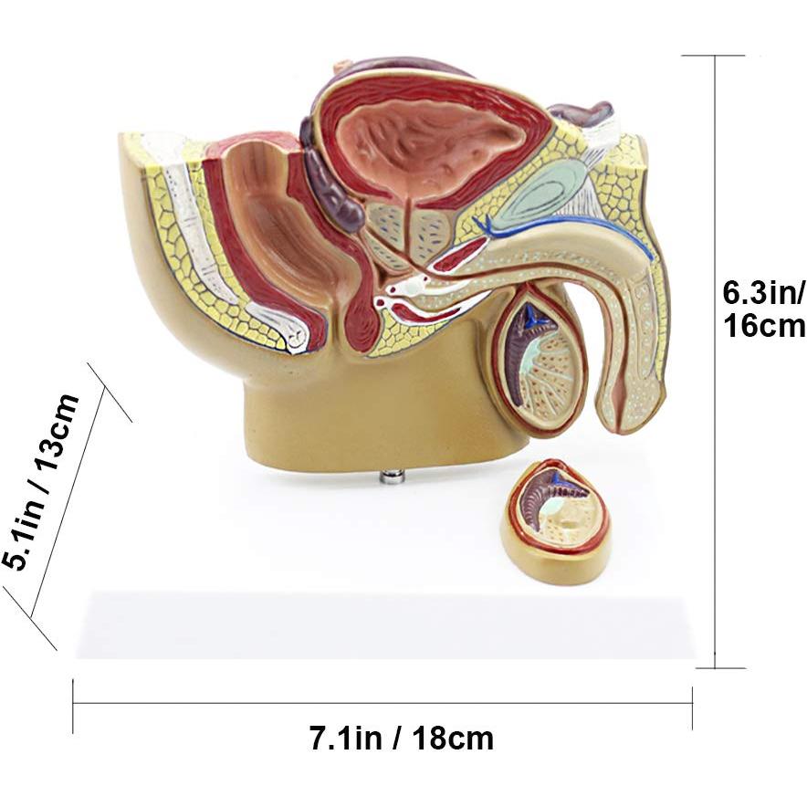 Modelo Anatómico Cuerpo Humano TDOU - Sistema Reproductivo Masculino