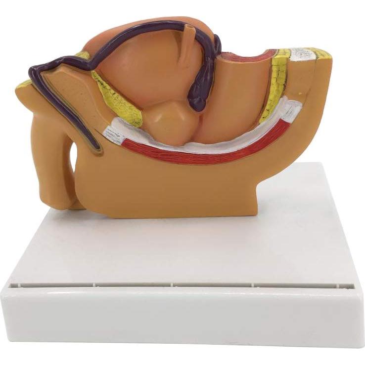 Modelo Anatómico Cuerpo Humano TDOU - Sistema Reproductivo Masculino