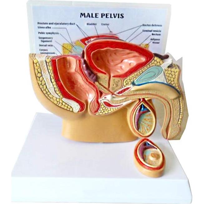 Modelo Anatómico Cuerpo Humano TDOU - Sistema Reproductivo Masculino