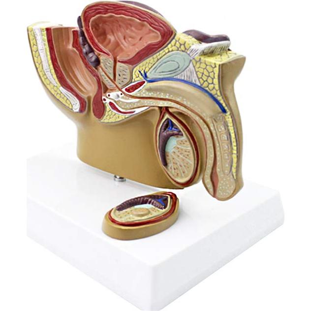 Modelo Anatómico Cuerpo Humano TDOU - Sistema Reproductivo Masculino