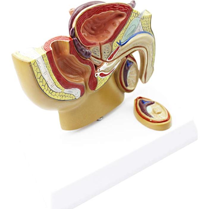 Modelo Anatómico Cuerpo Humano TDOU - Sistema Reproductivo Masculino