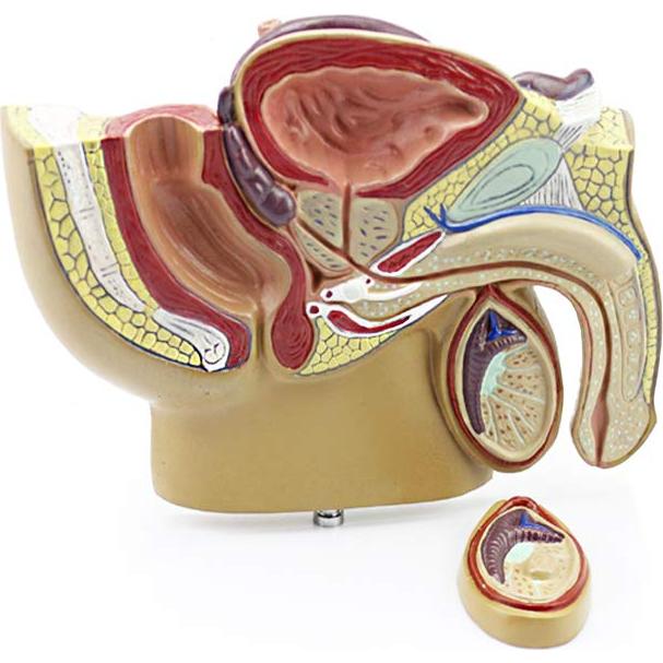 Modelo Anatómico Cuerpo Humano TDOU - Sistema Reproductivo Masculino