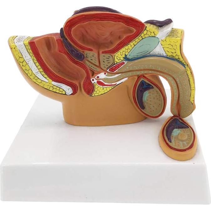 Modelo Anatómico Cuerpo Humano TDOU - Sistema Reproductivo Masculino