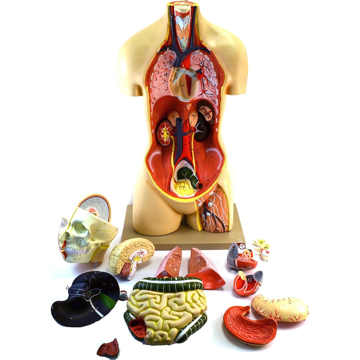 Modelo anatómico de torso humano Eisco 88.9 cm 15 partes