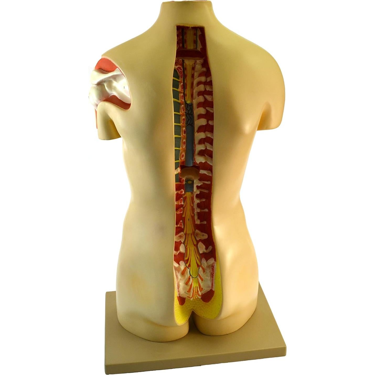 Modelo anatómico de torso humano Eisco 88.9 cm 15 partes