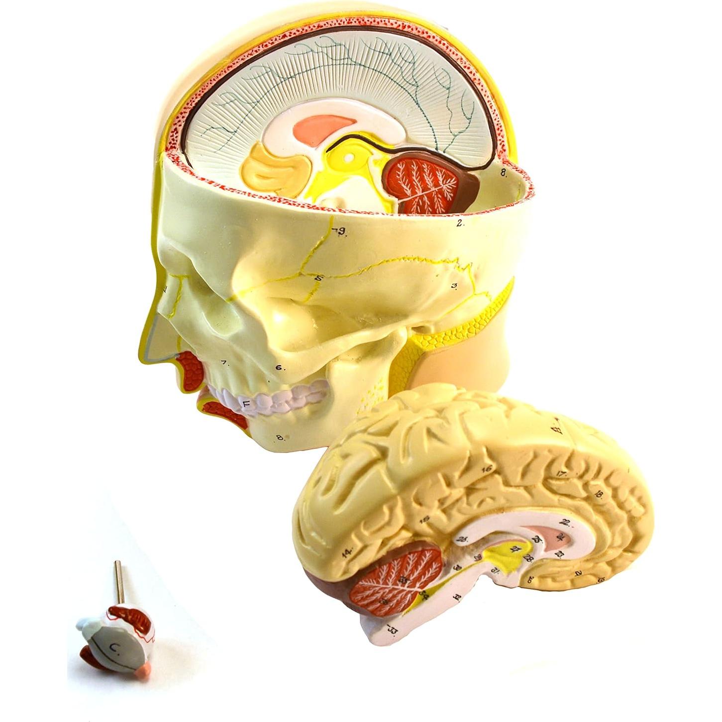 Modelo anatómico de torso humano Eisco 88.9 cm 15 partes
