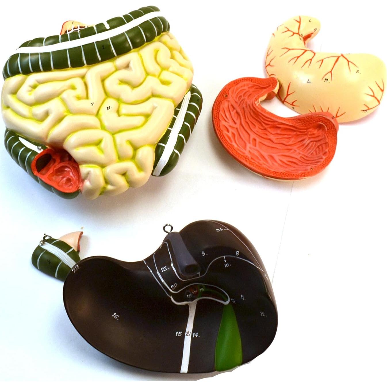 Modelo anatómico de torso humano Eisco 88.9 cm 15 partes