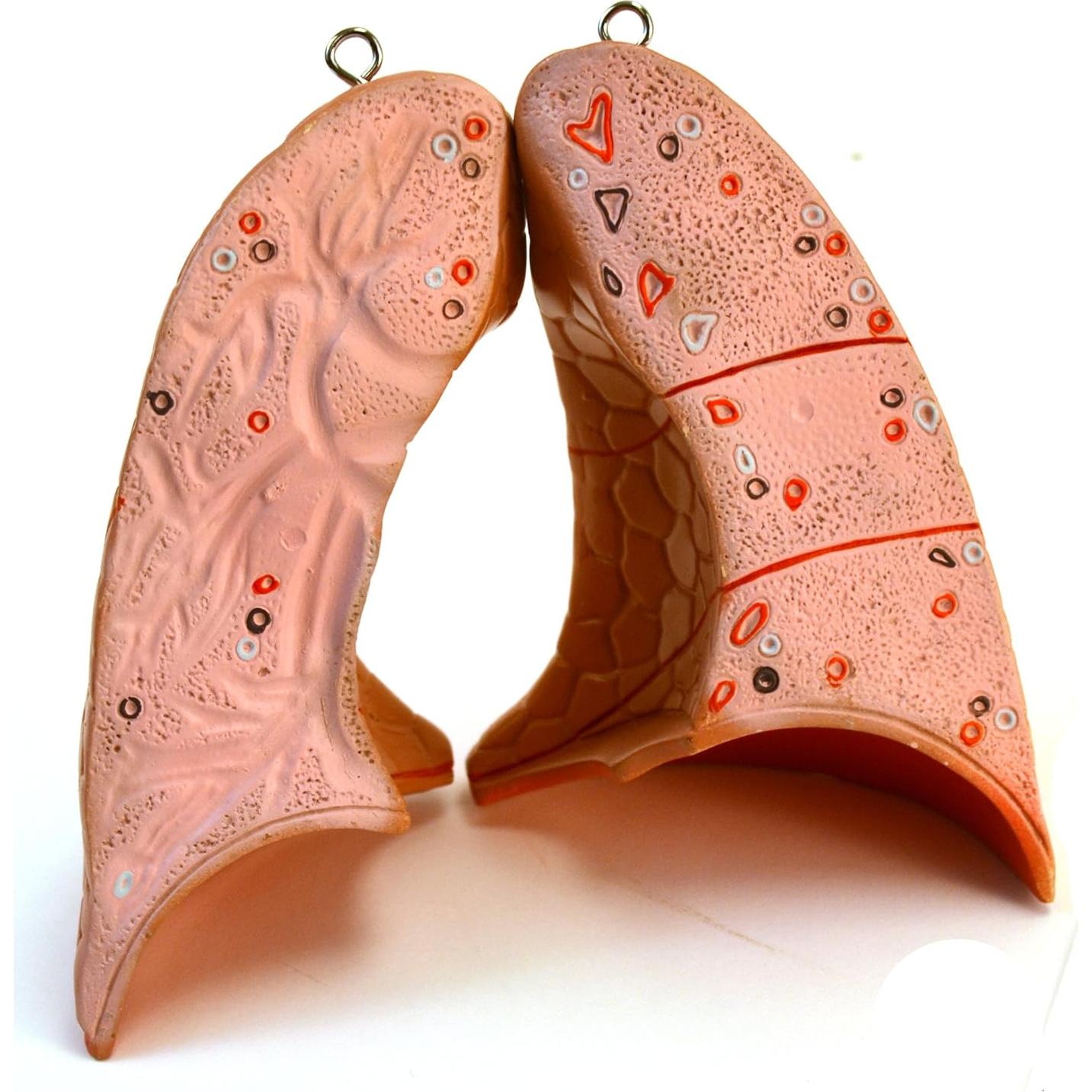 Modelo anatómico de torso humano Eisco 88.9 cm 15 partes