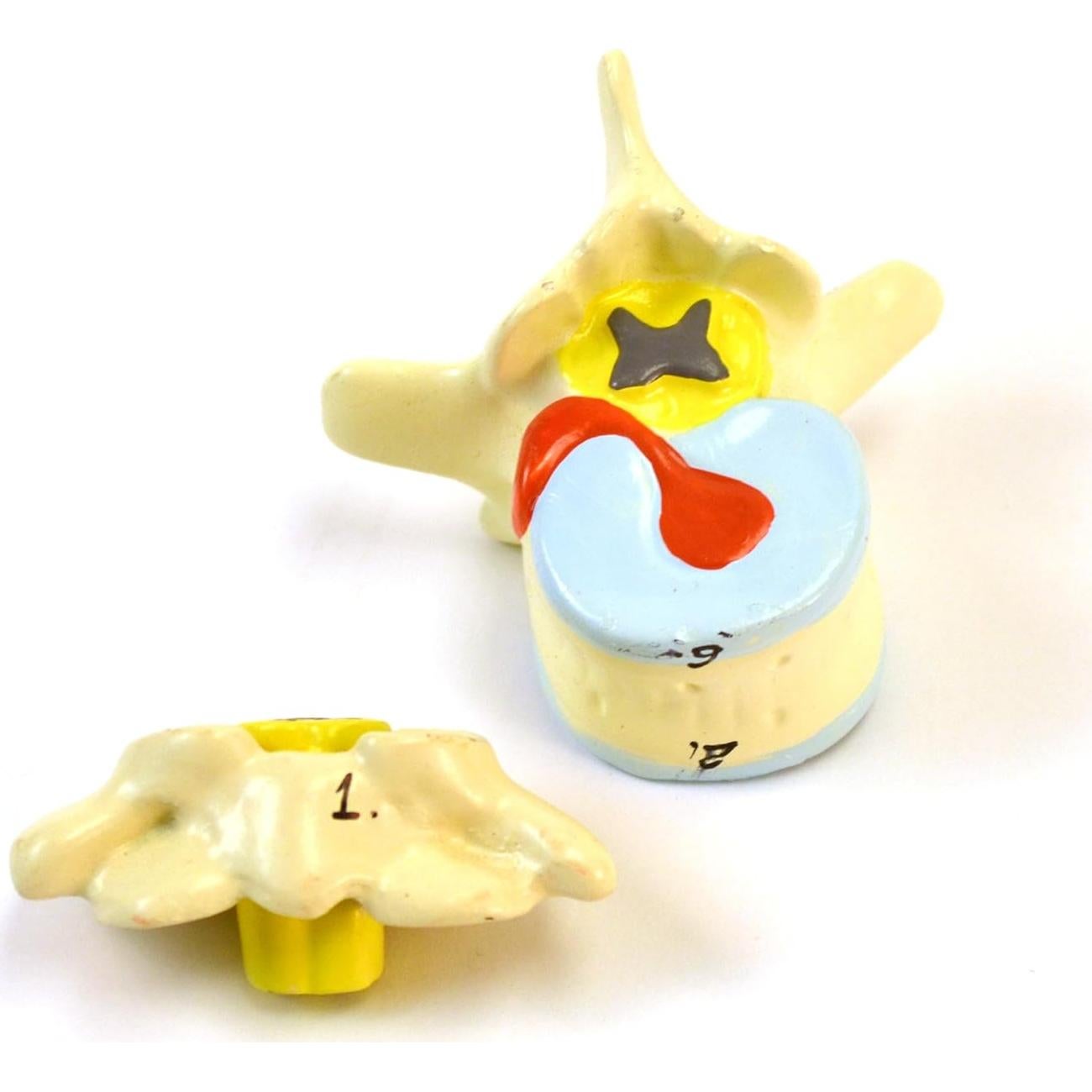 Modelo anatómico de torso humano Eisco 88.9 cm 15 partes