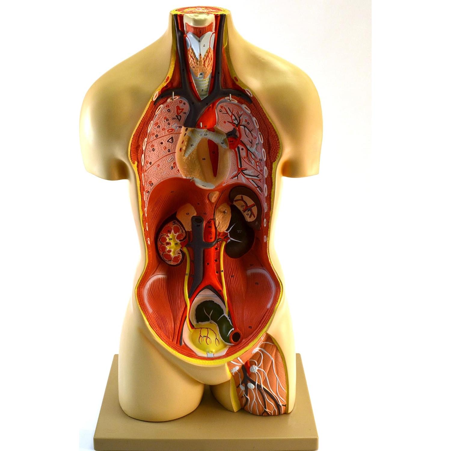 Modelo anatómico de torso humano Eisco 88.9 cm 15 partes