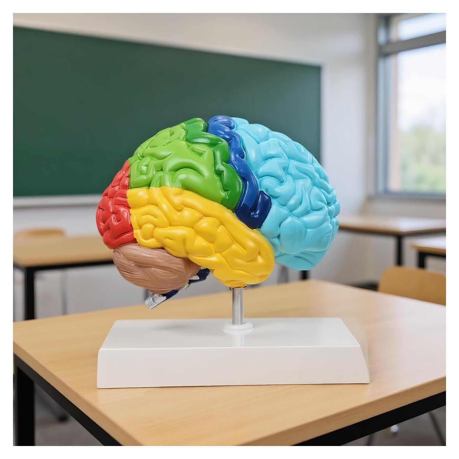 Modelo de Anatomía del Cerebro Humano 1:1 Dranvosk