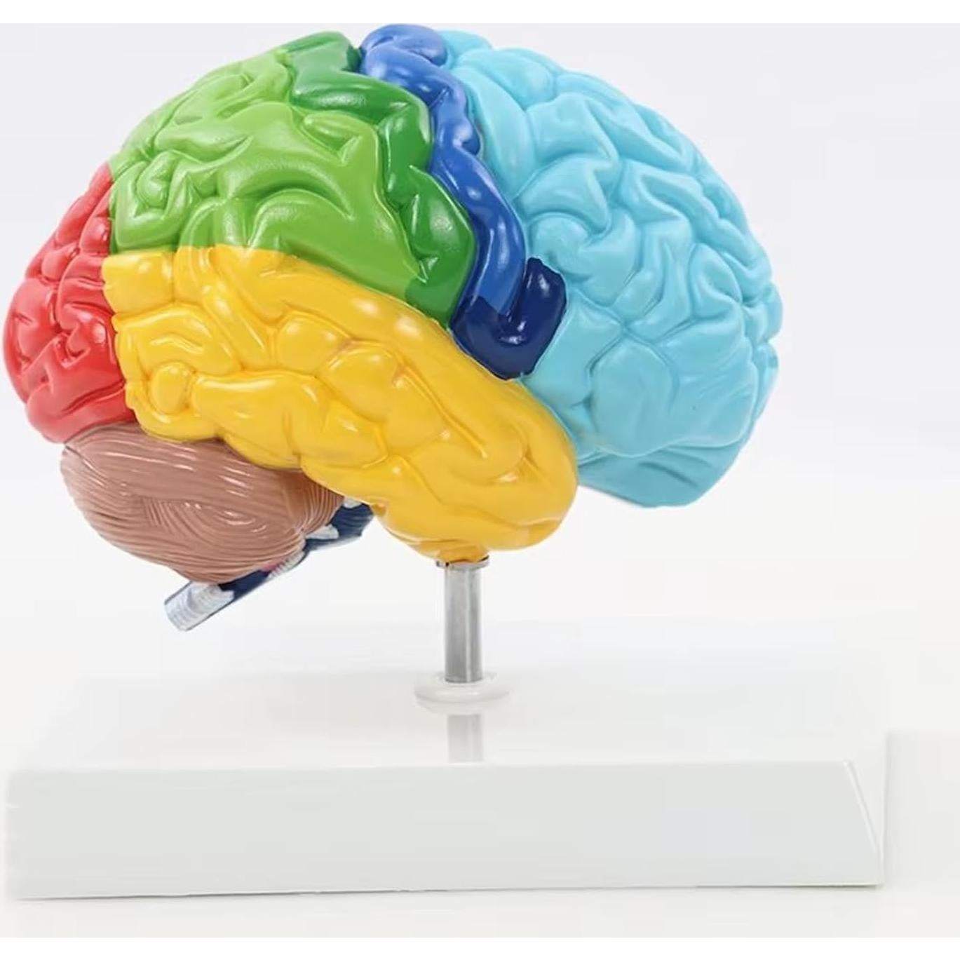Modelo de Anatomía del Cerebro Humano 1:1 Dranvosk