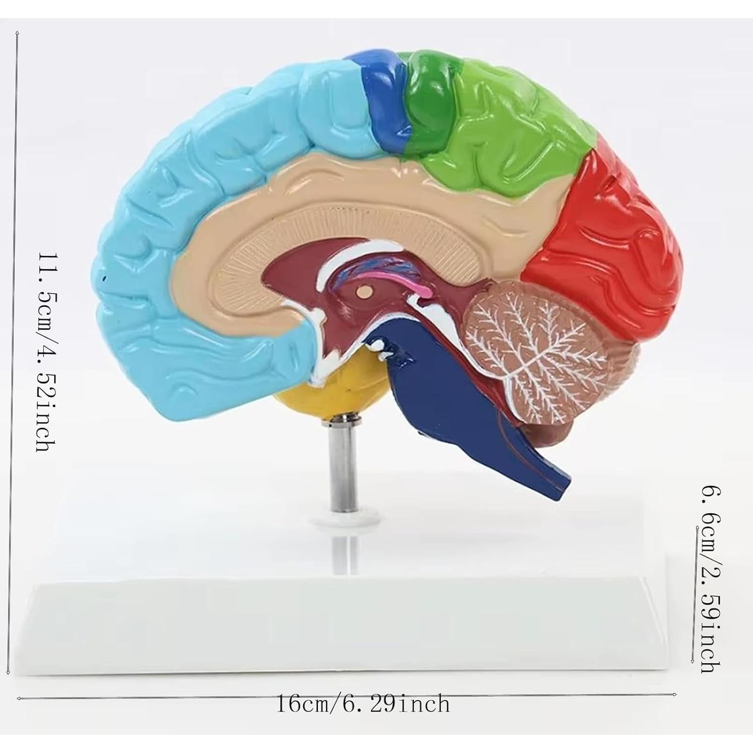Modelo de Anatomía del Cerebro Humano 1:1 Dranvosk