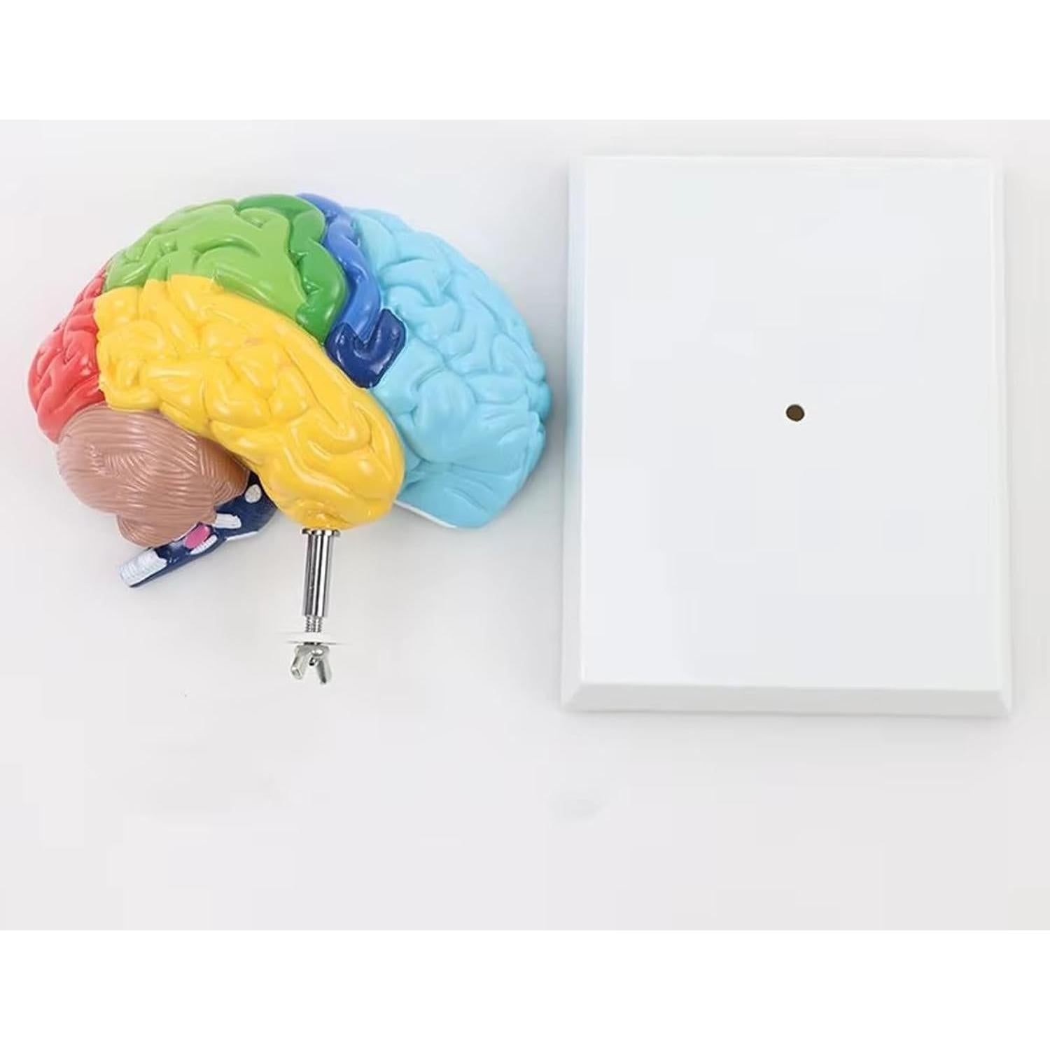 Modelo de Anatomía del Cerebro Humano 1:1 Dranvosk