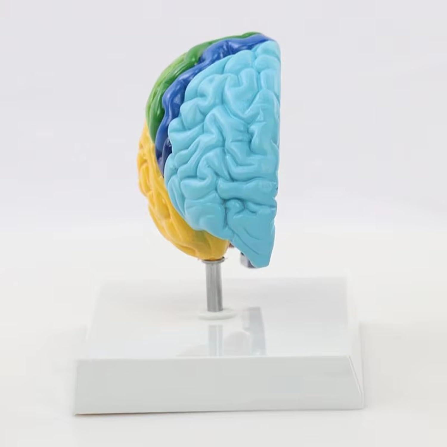 Modelo de Anatomía del Cerebro Humano 1:1 Dranvosk