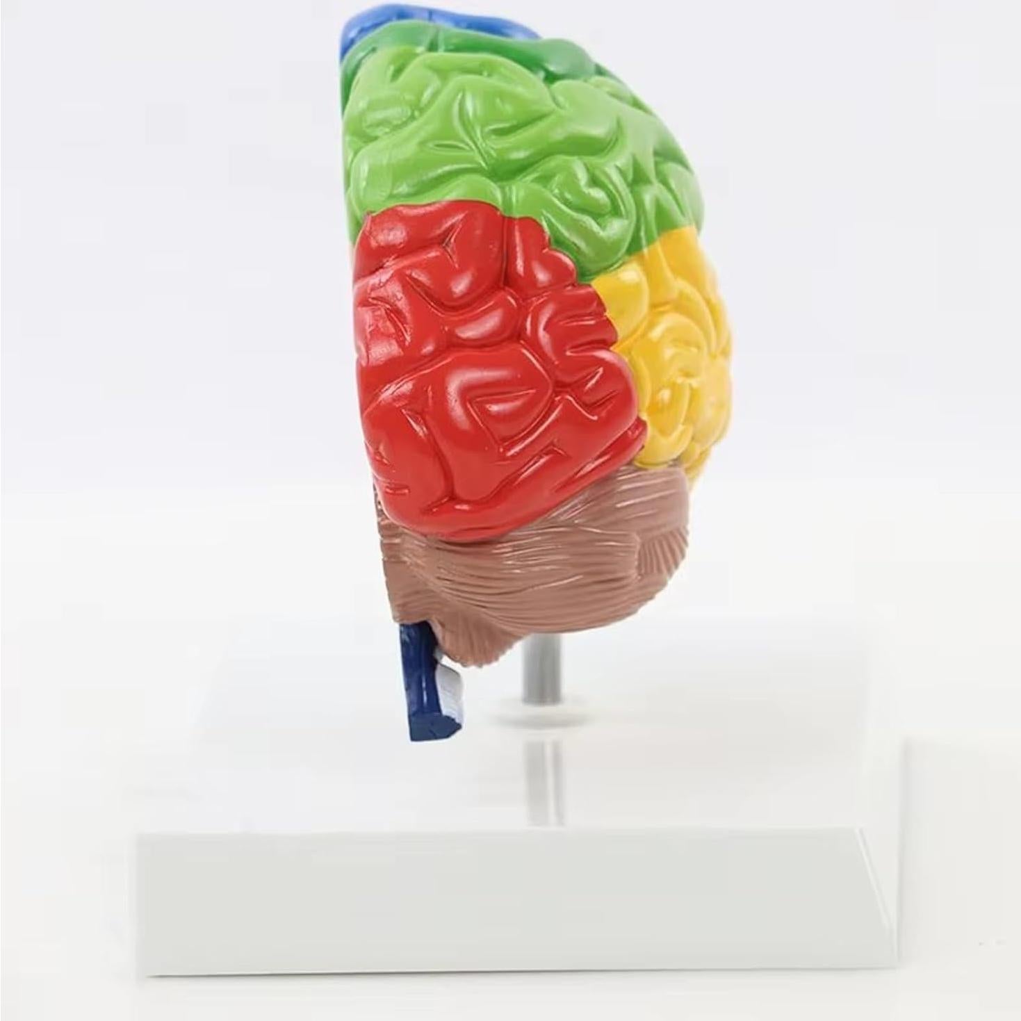 Modelo de Anatomía del Cerebro Humano 1:1 Dranvosk
