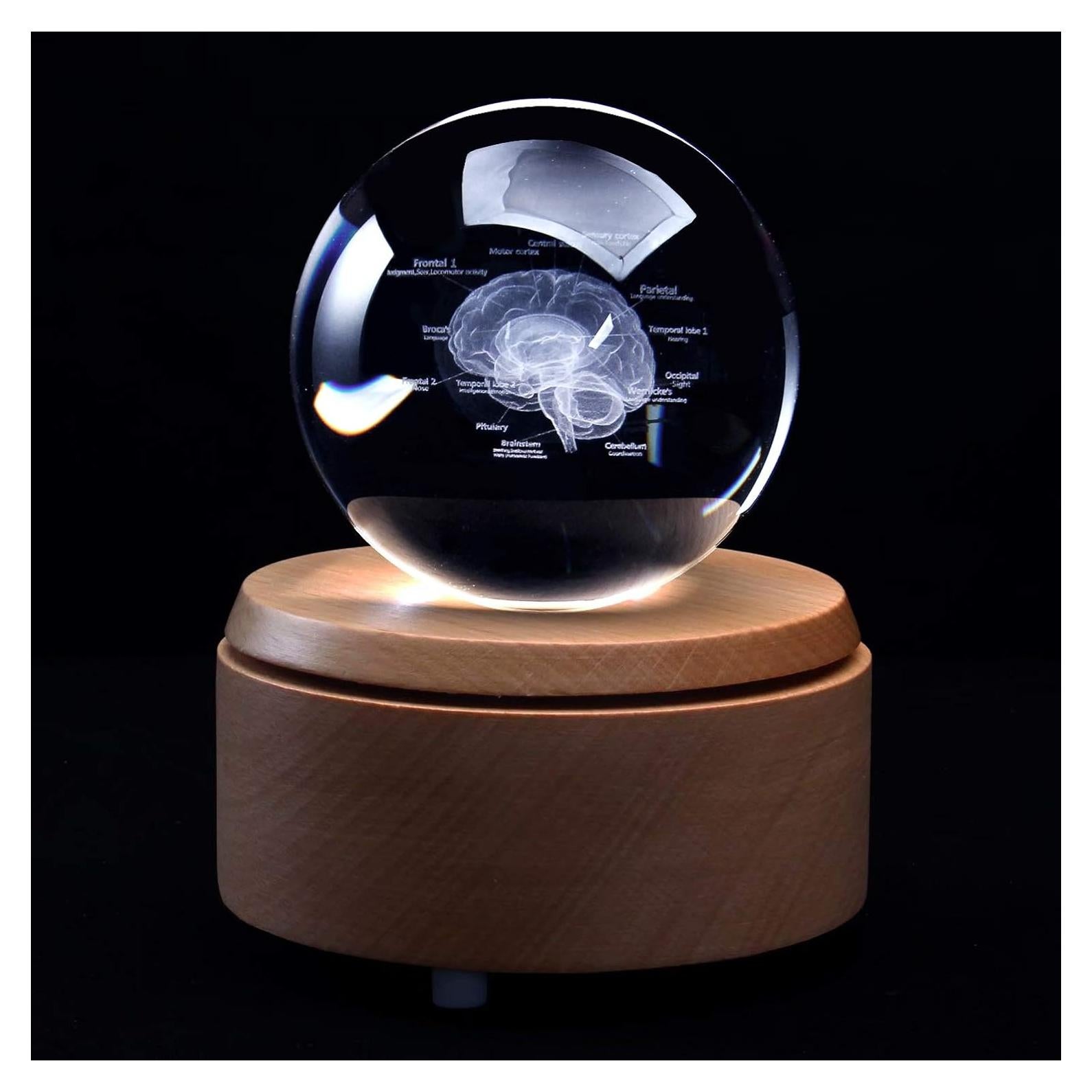 Modelo 3D de Cerebro Humano en Cristal con Base LED XINDAM
