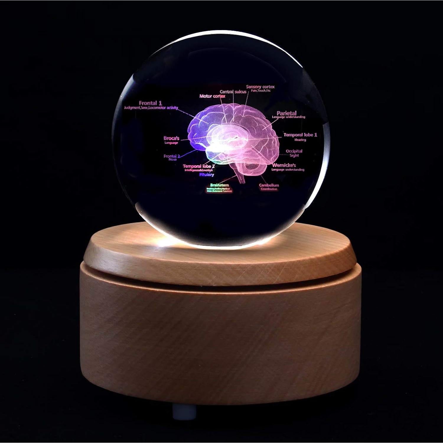 Modelo 3D de Cerebro Humano en Cristal con Base LED XINDAM