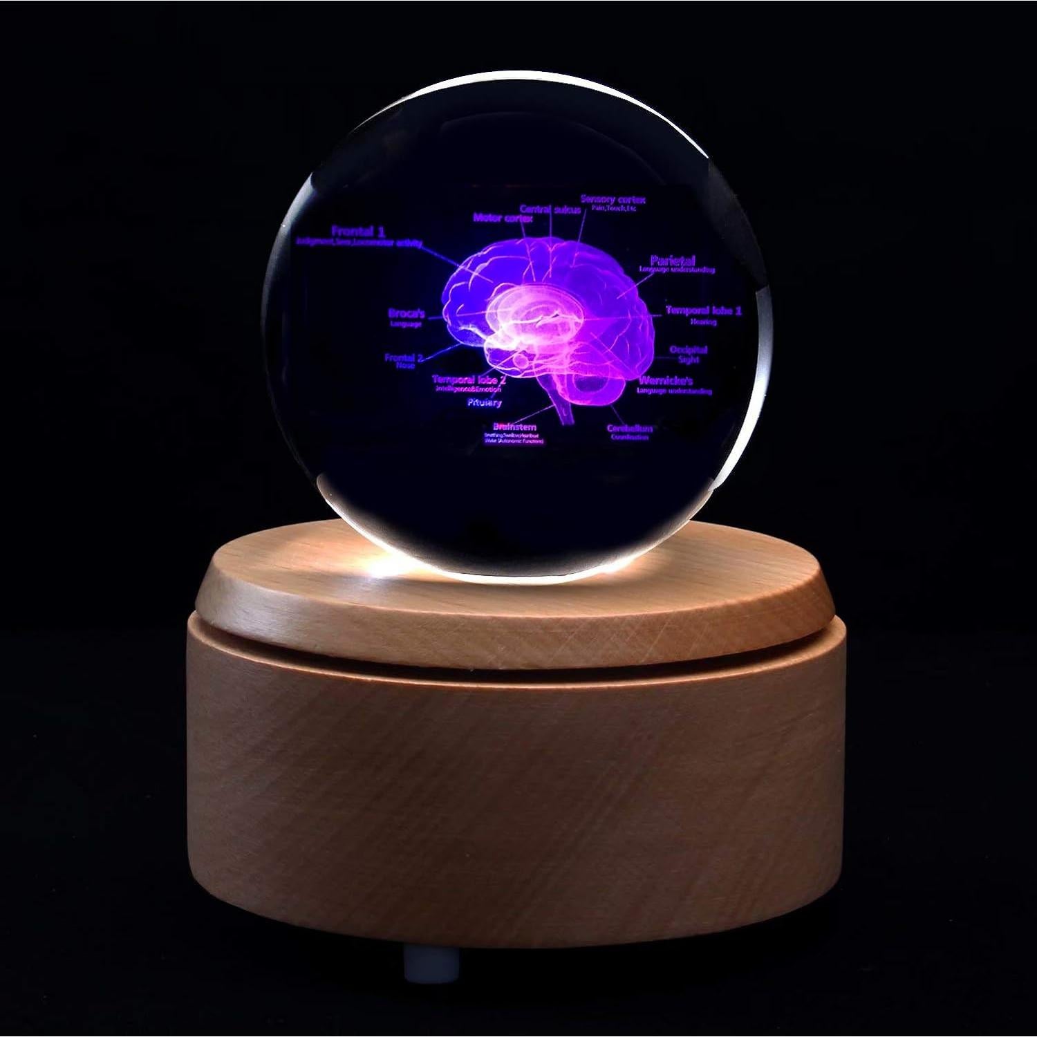Modelo 3D de Cerebro Humano en Cristal con Base LED XINDAM