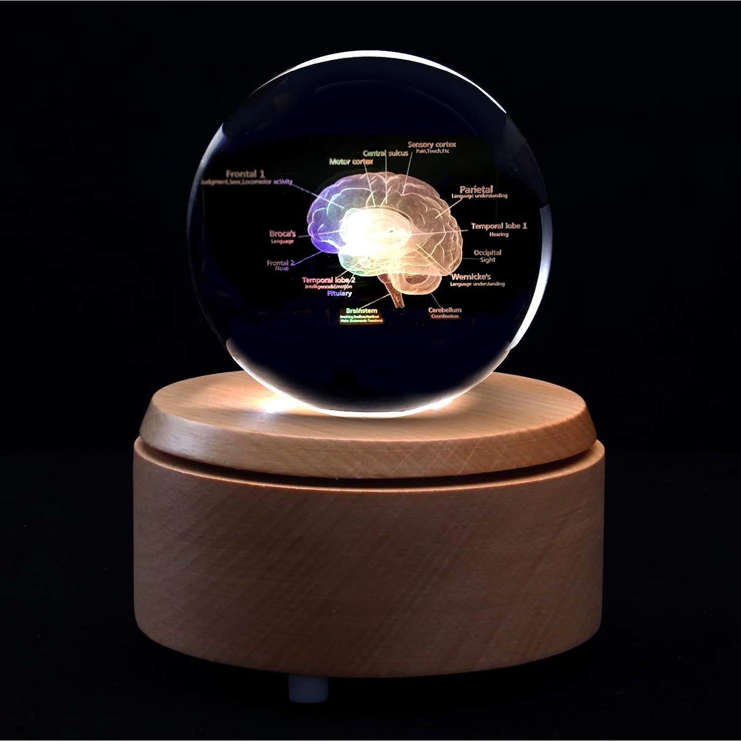 Modelo 3D de Cerebro Humano en Cristal con Base LED XINDAM