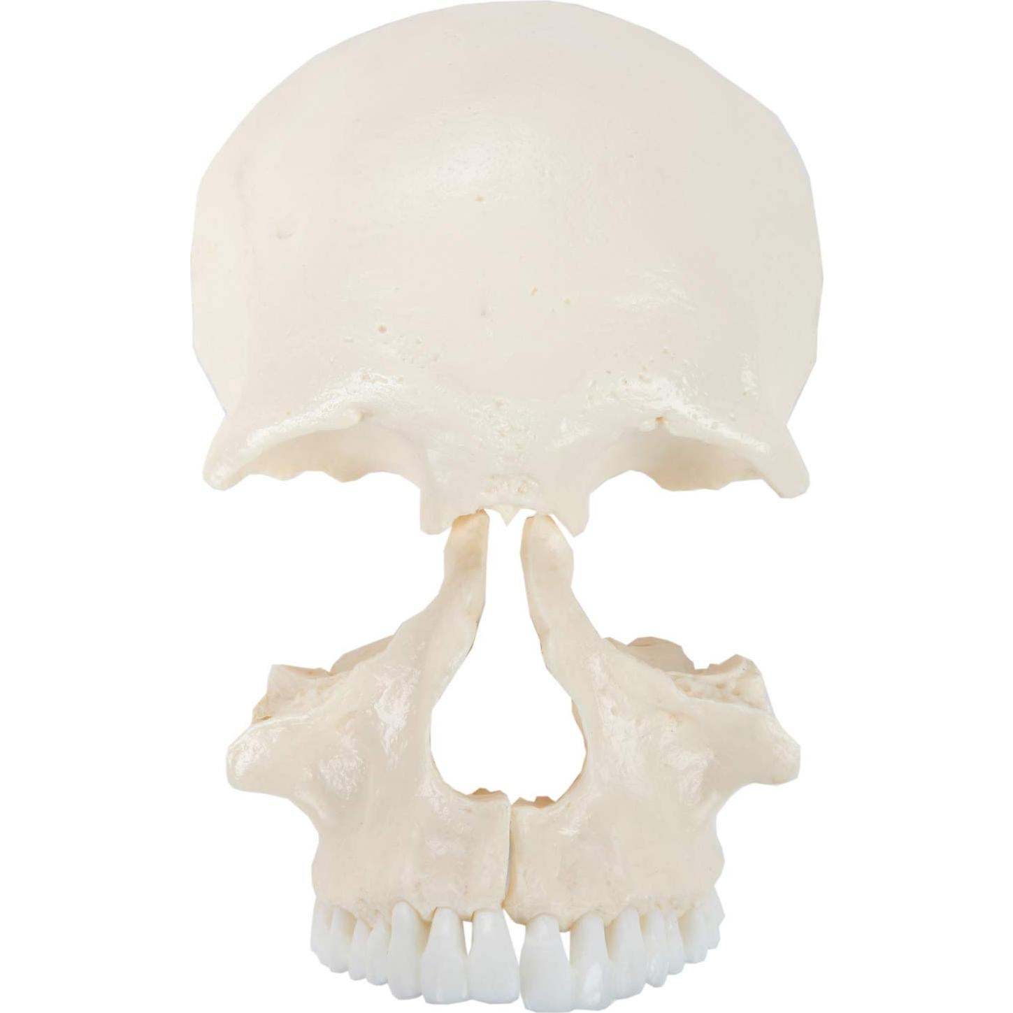 Modelo de Cráneo Humano Disarticulado Axis Scientific 22 Piezas