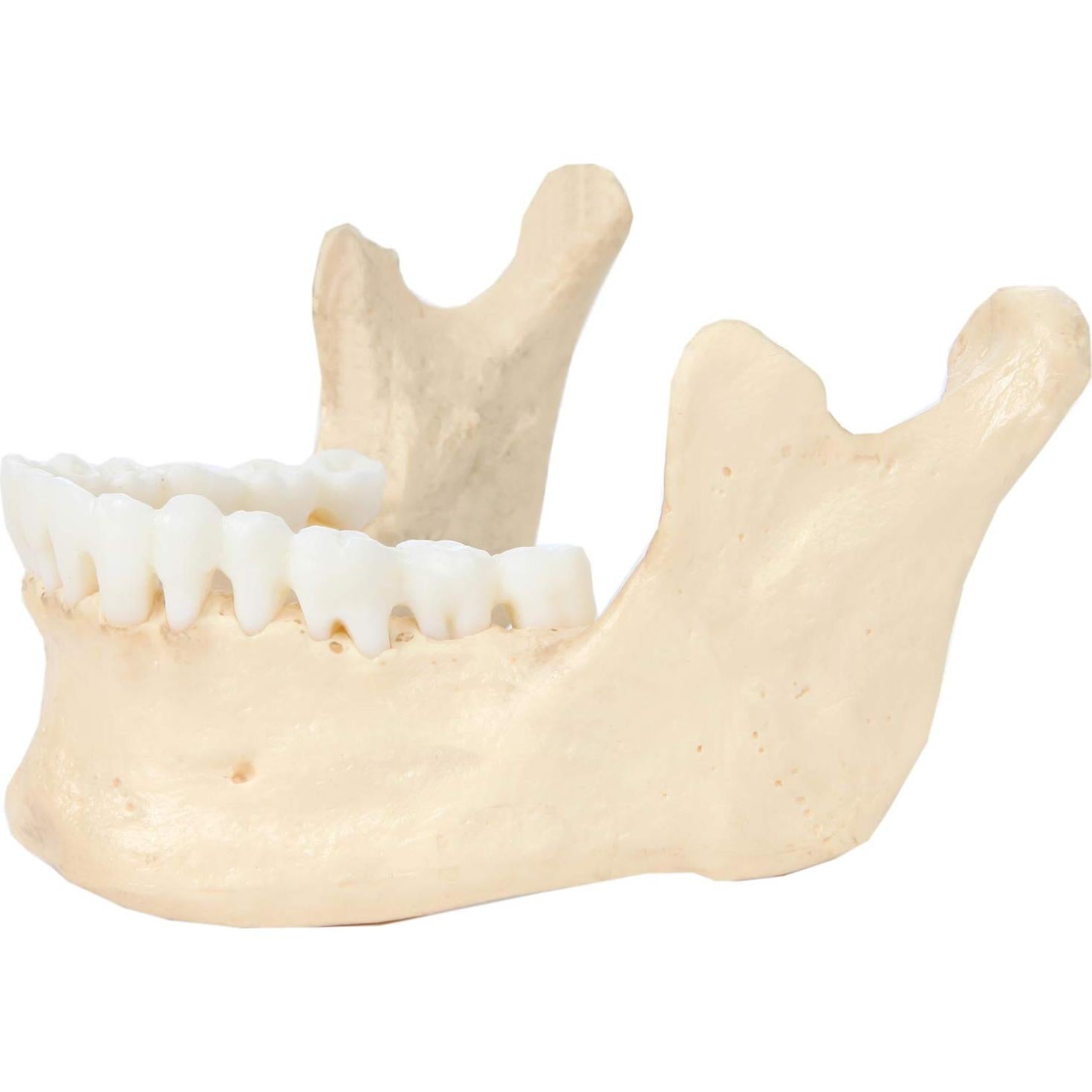 Modelo de Cráneo Humano Disarticulado Axis Scientific 22 Piezas