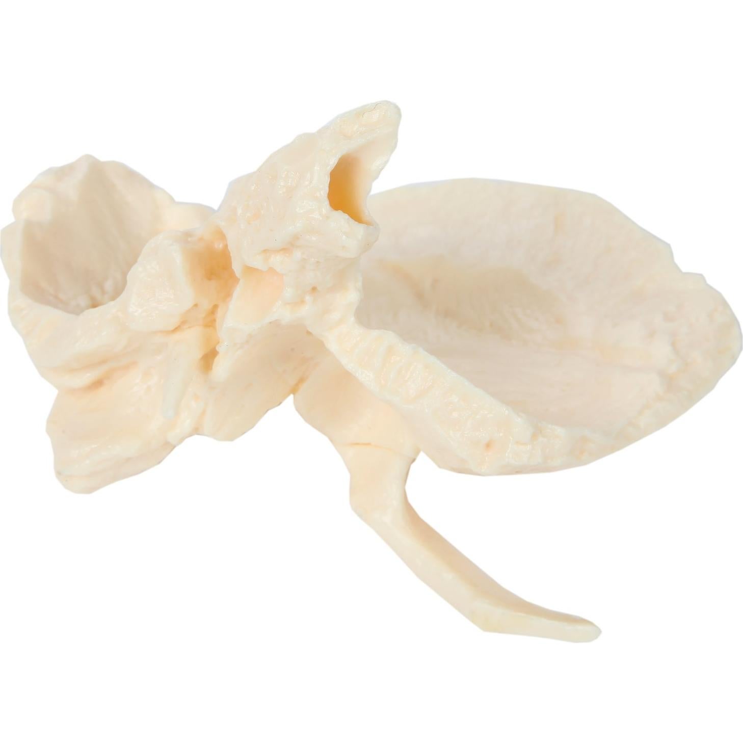 Modelo de Cráneo Humano Disarticulado Axis Scientific 22 Piezas