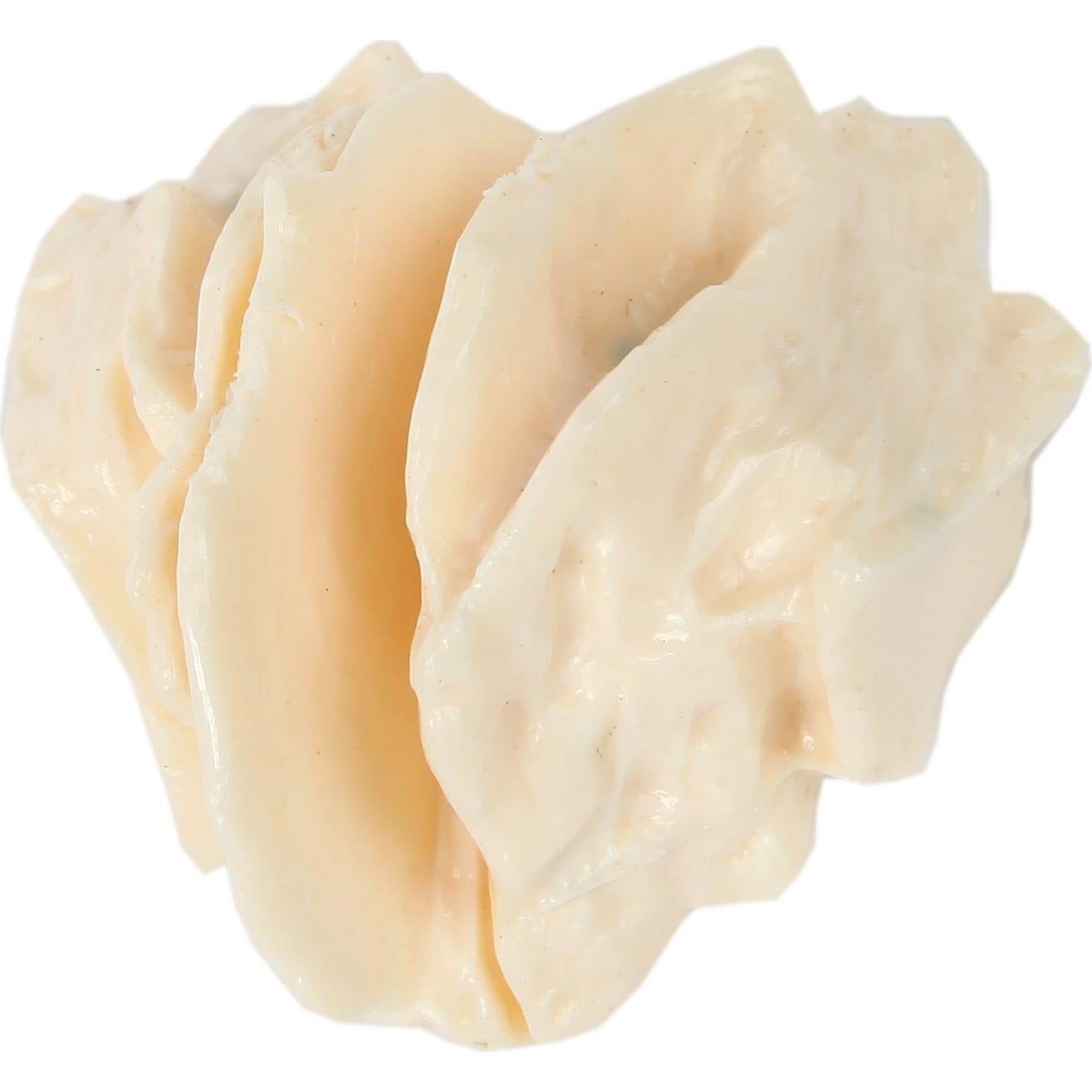 Modelo de Cráneo Humano Disarticulado Axis Scientific 22 Piezas