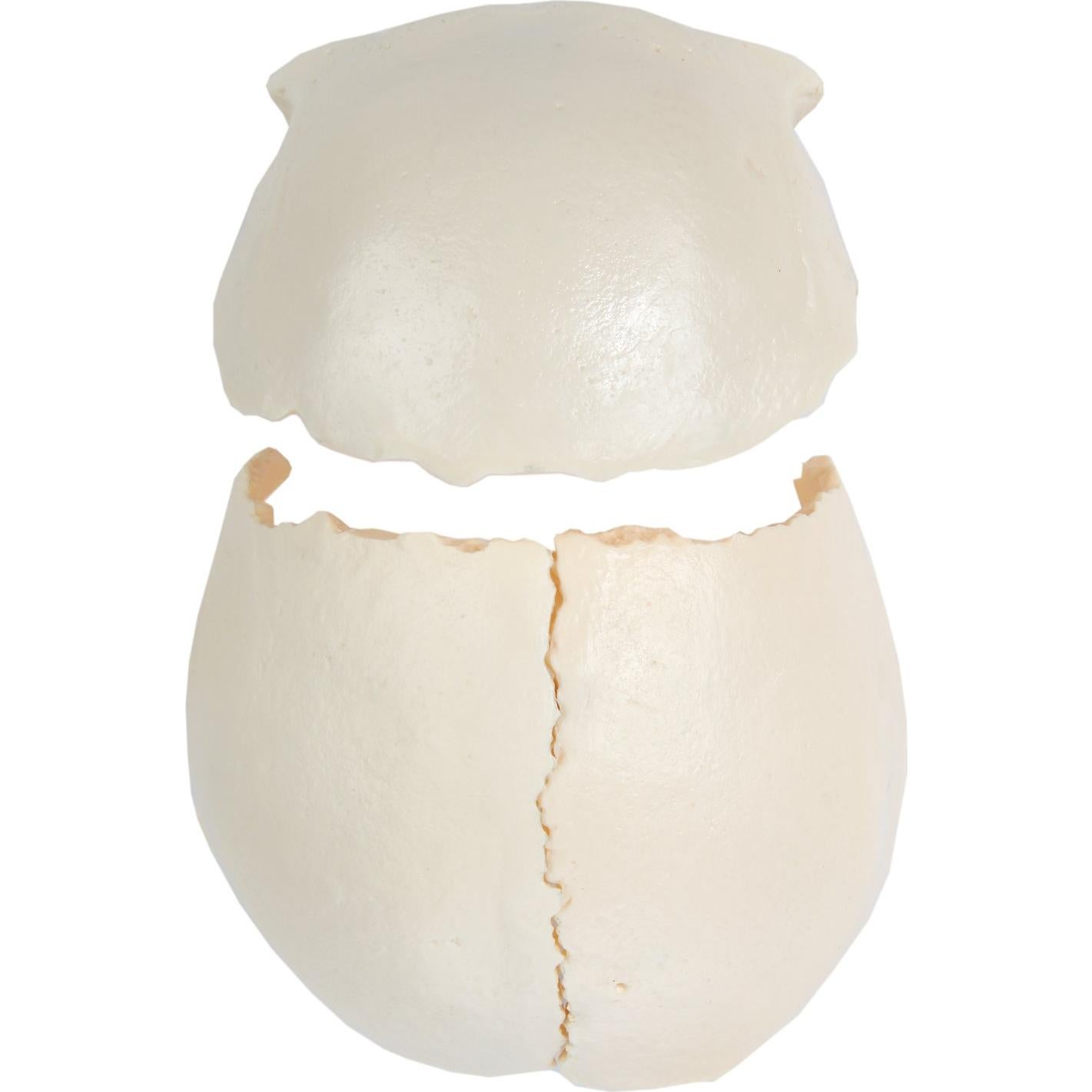 Modelo de Cráneo Humano Disarticulado Axis Scientific 22 Piezas