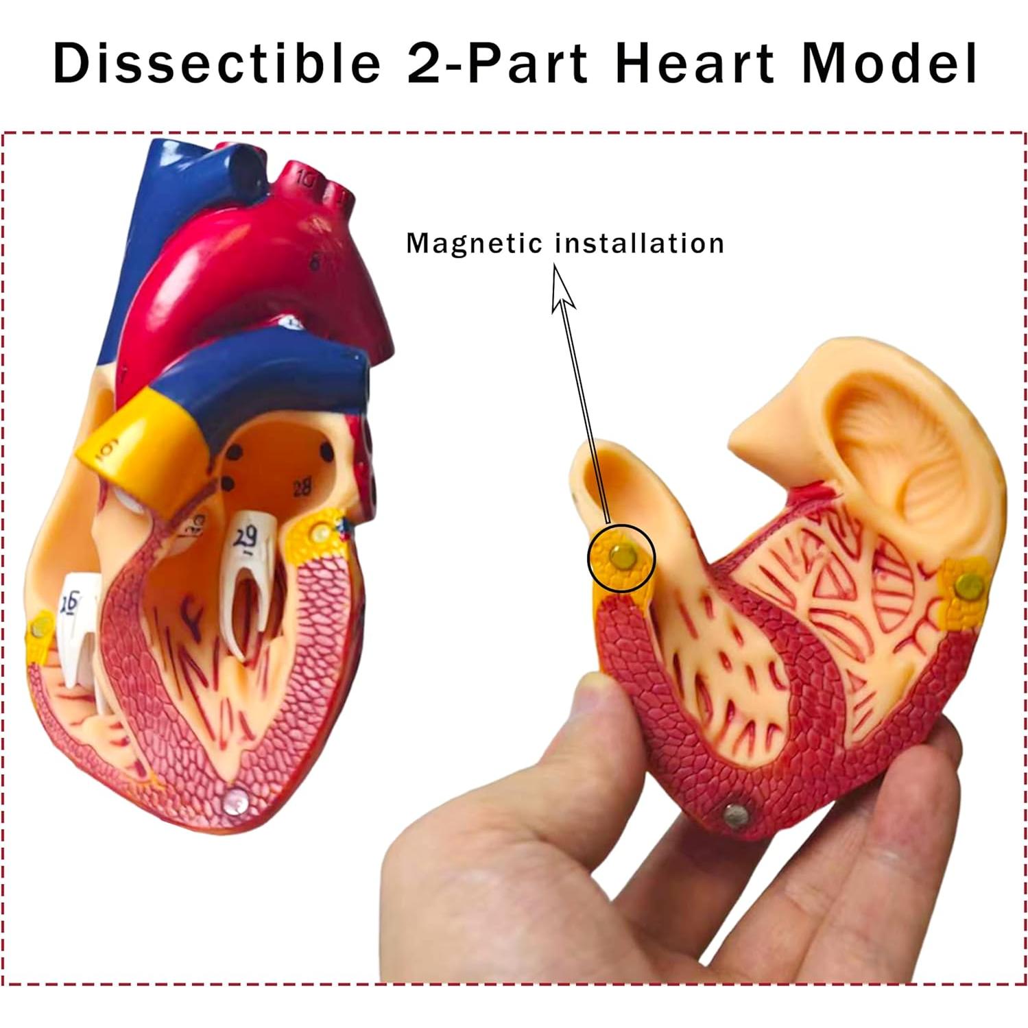 Modelo Anatómico de Corazón Humano Rkakneecs 2 Partes 34 Estructuras