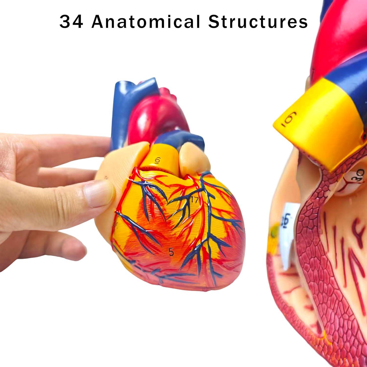 Modelo Anatómico de Corazón Humano Rkakneecs 2 Partes 34 Estructuras