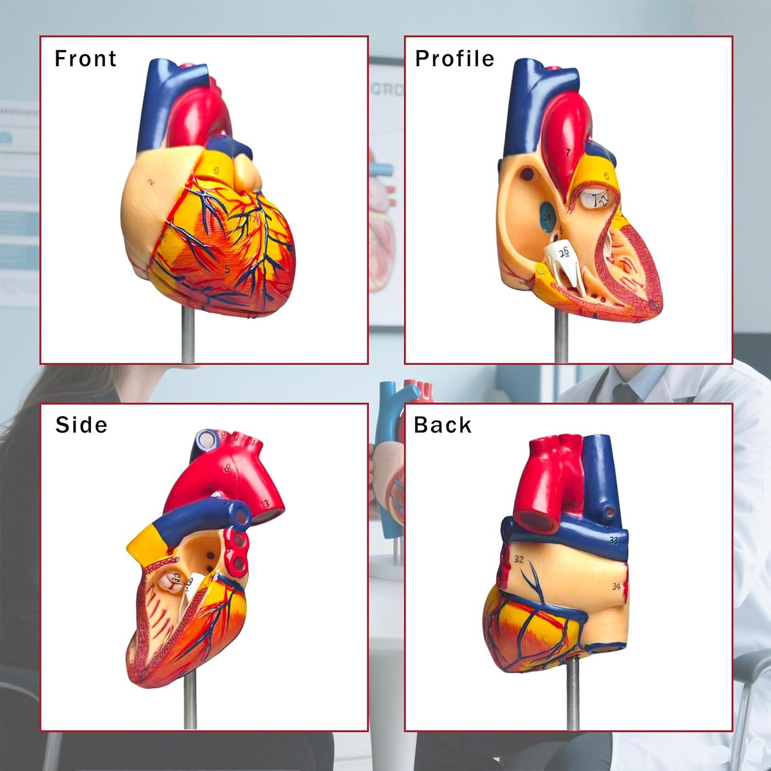 Modelo Anatómico de Corazón Humano Rkakneecs 2 Partes 34 Estructuras