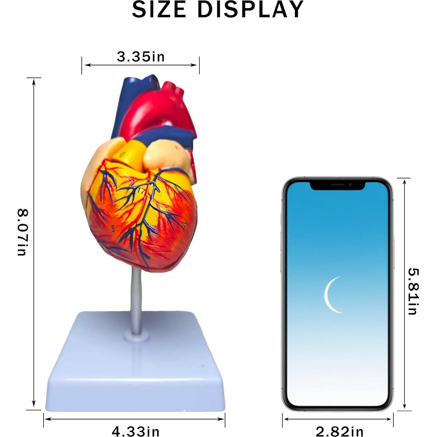 Modelo Anatómico de Corazón Humano Rkakneecs 2 Partes 34 Estructuras