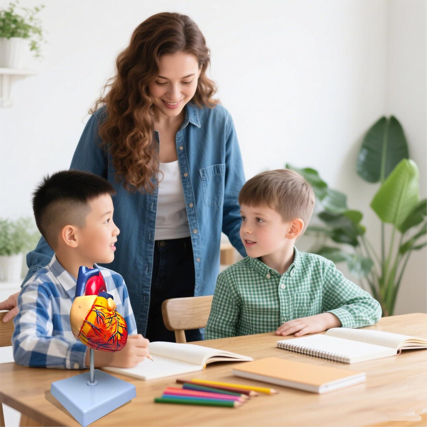 Modelo Anatómico de Corazón Humano Rkakneecs 2 Partes 34 Estructuras