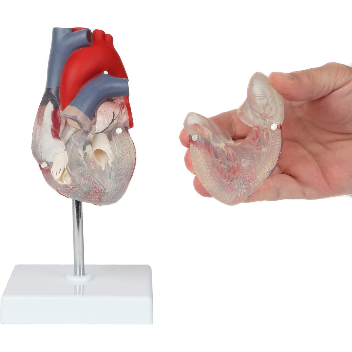 Modelo de Corazón Humano 2 Partes Axis Scientific, Transparente