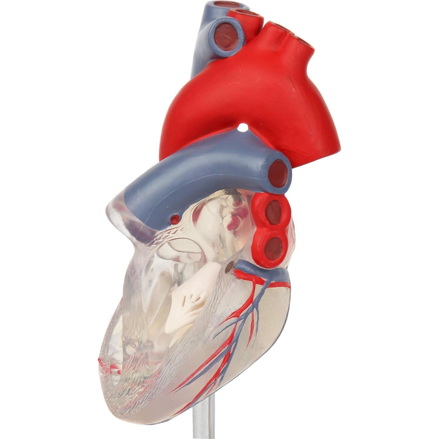 Modelo de Corazón Humano 2 Partes Axis Scientific, Transparente