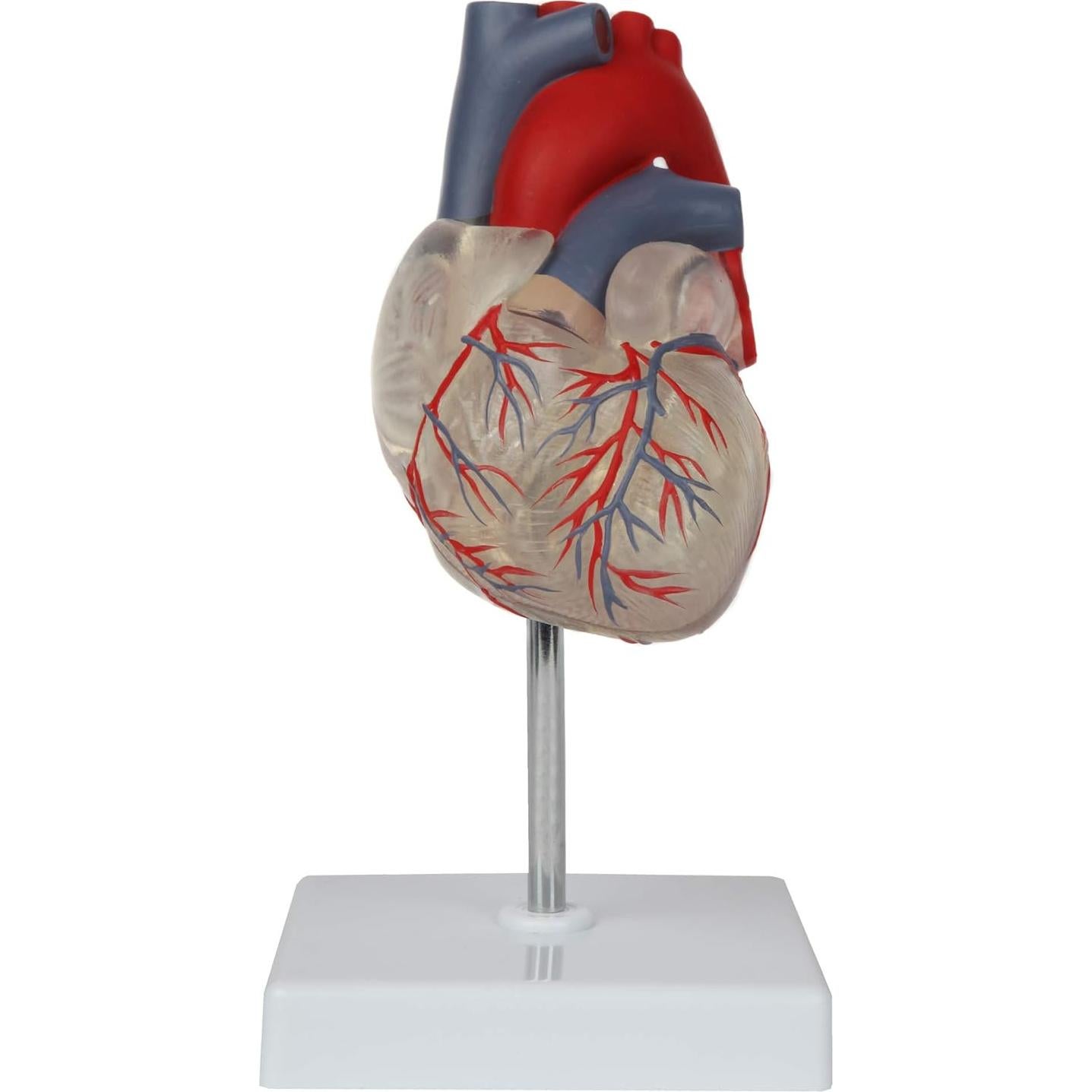 Modelo de Corazón Humano 2 Partes Axis Scientific, Transparente