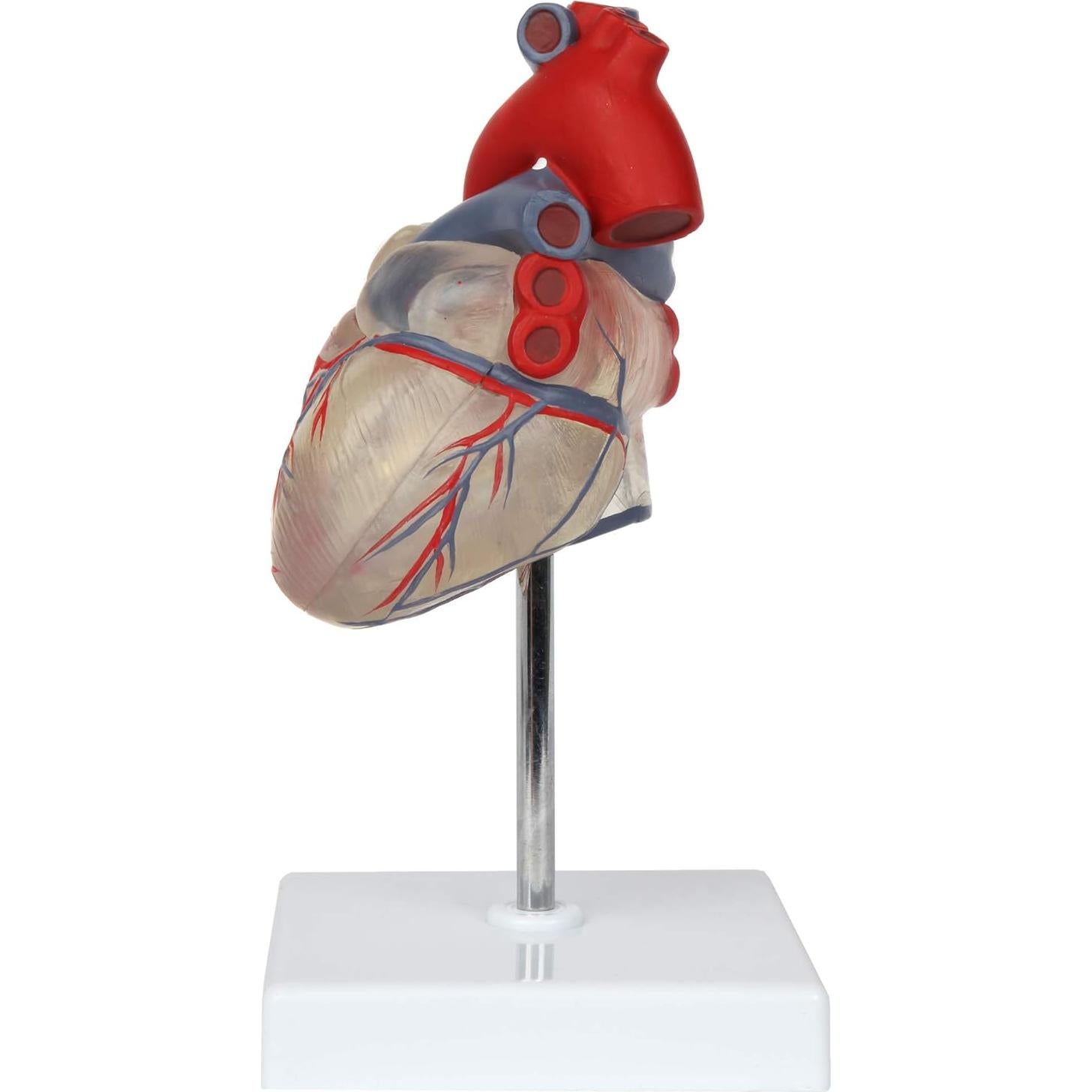 Modelo de Corazón Humano 2 Partes Axis Scientific, Transparente