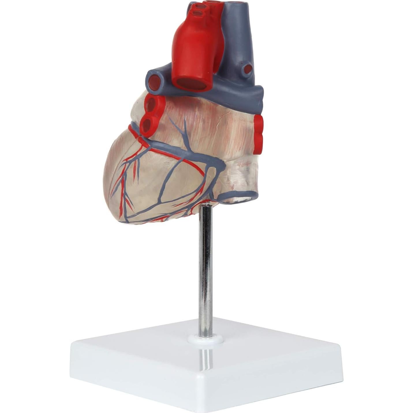 Modelo de Corazón Humano 2 Partes Axis Scientific, Transparente