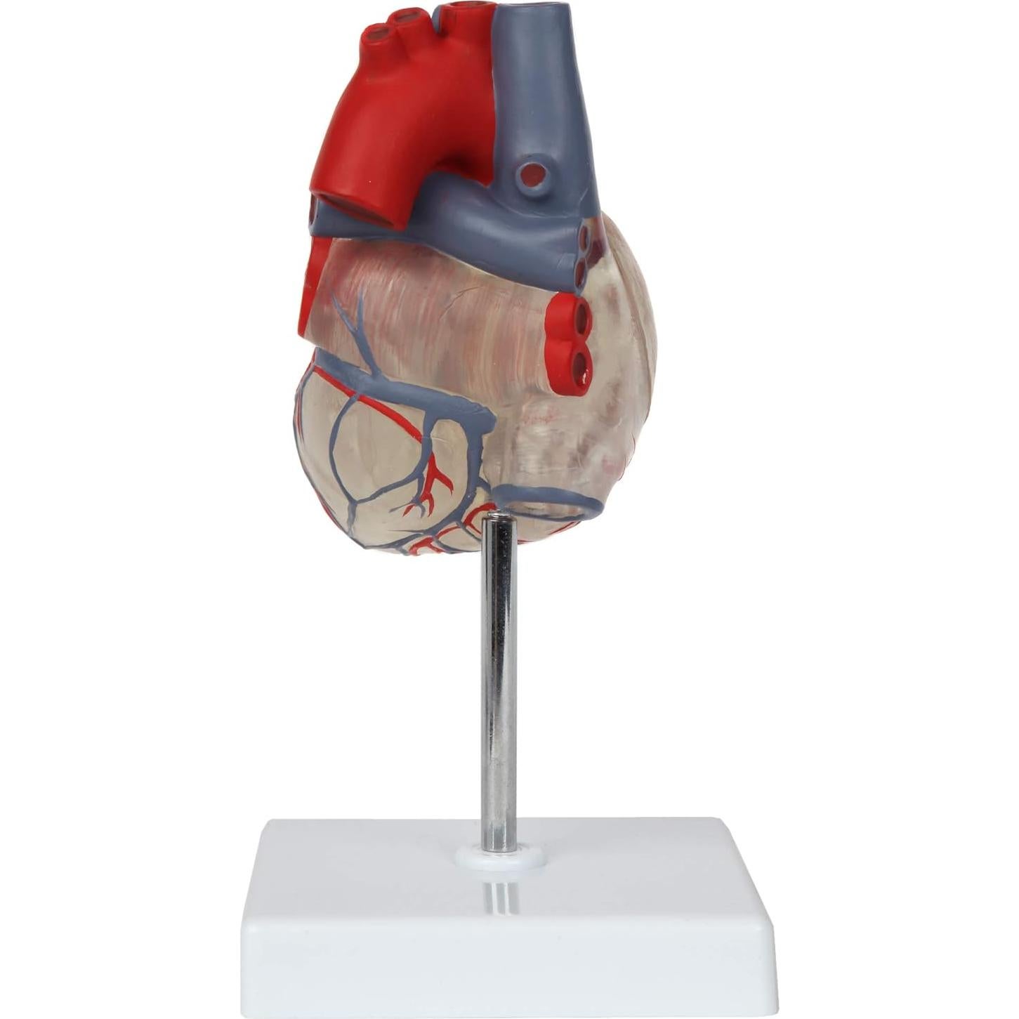 Modelo de Corazón Humano 2 Partes Axis Scientific, Transparente