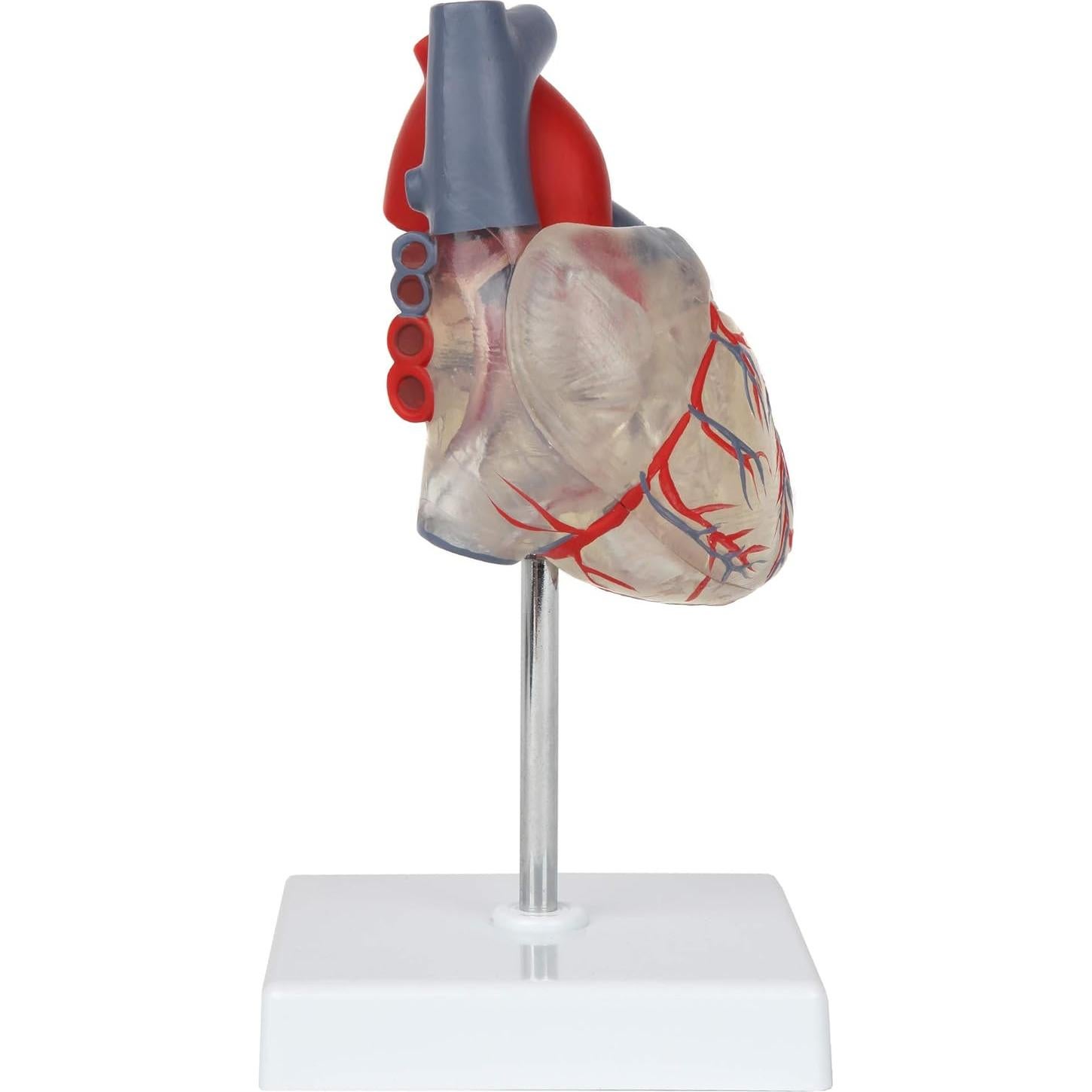 Modelo de Corazón Humano 2 Partes Axis Scientific, Transparente