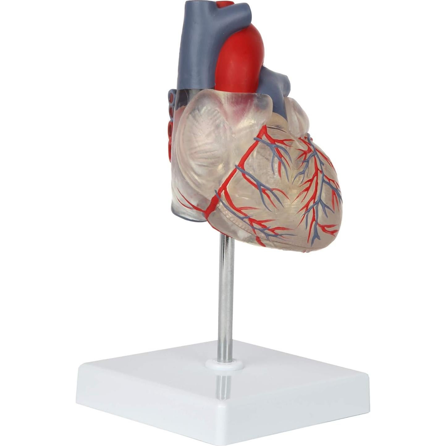 Modelo de Corazón Humano 2 Partes Axis Scientific, Transparente