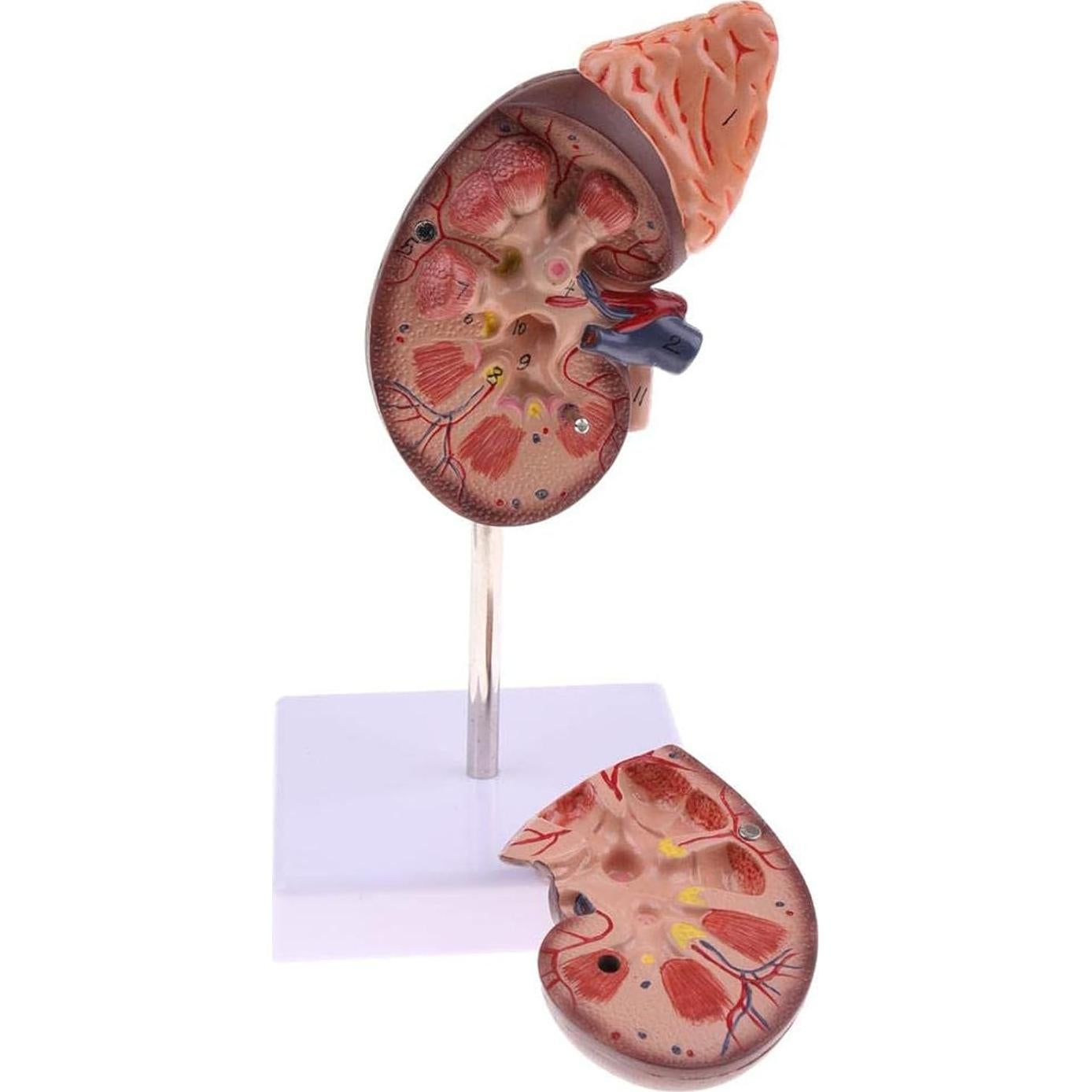 Modelo Anatómico de Riñón Educativo DAUZ PVC 14x12 cm