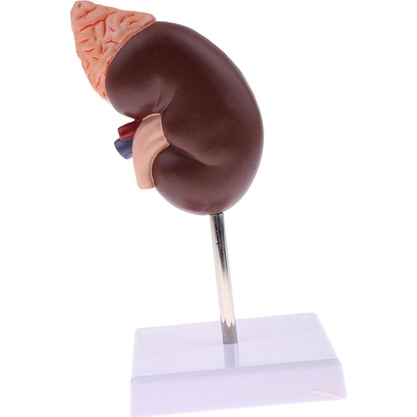 Modelo Anatómico de Riñón Educativo DAUZ PVC 14x12 cm