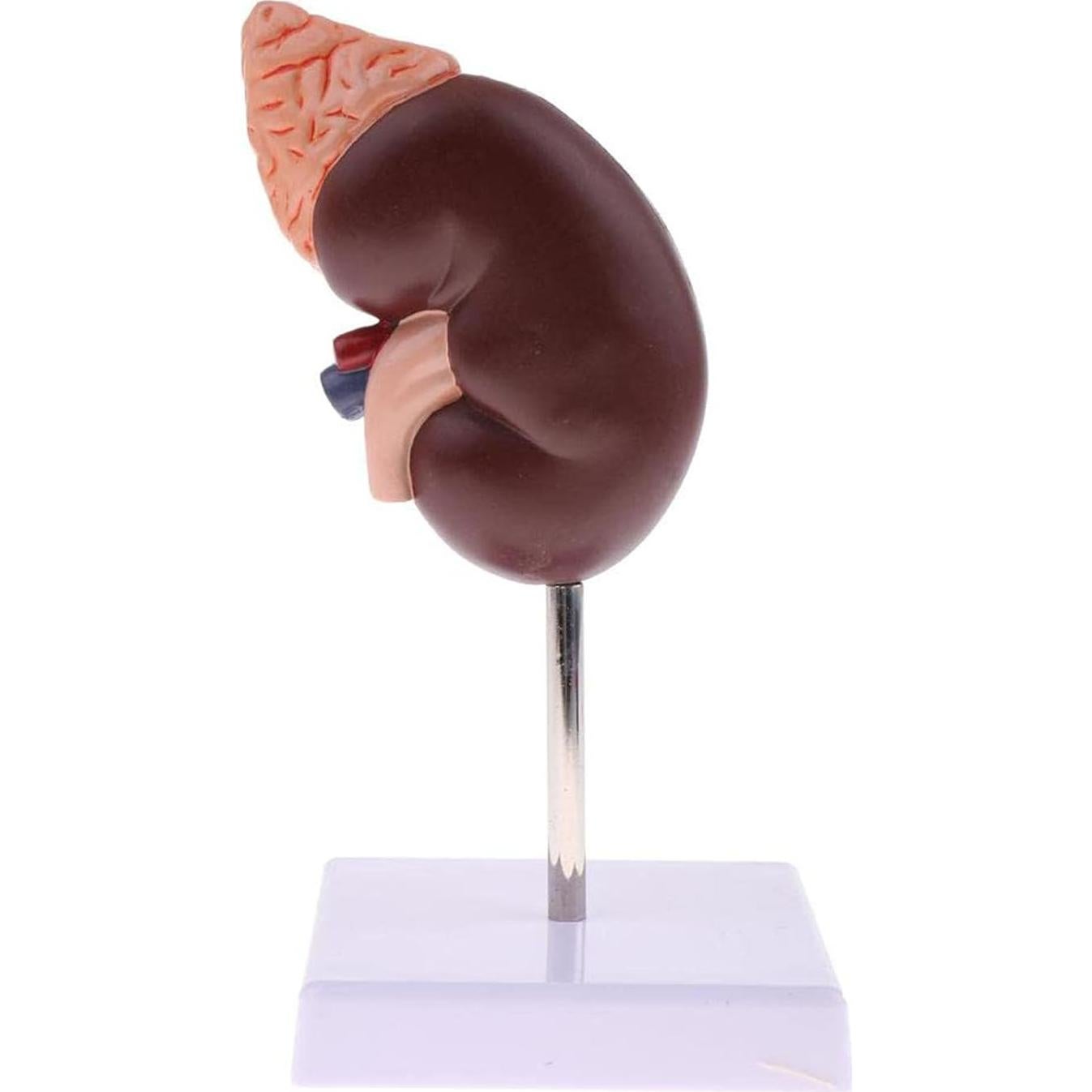 Modelo Anatómico de Riñón Educativo DAUZ PVC 14x12 cm