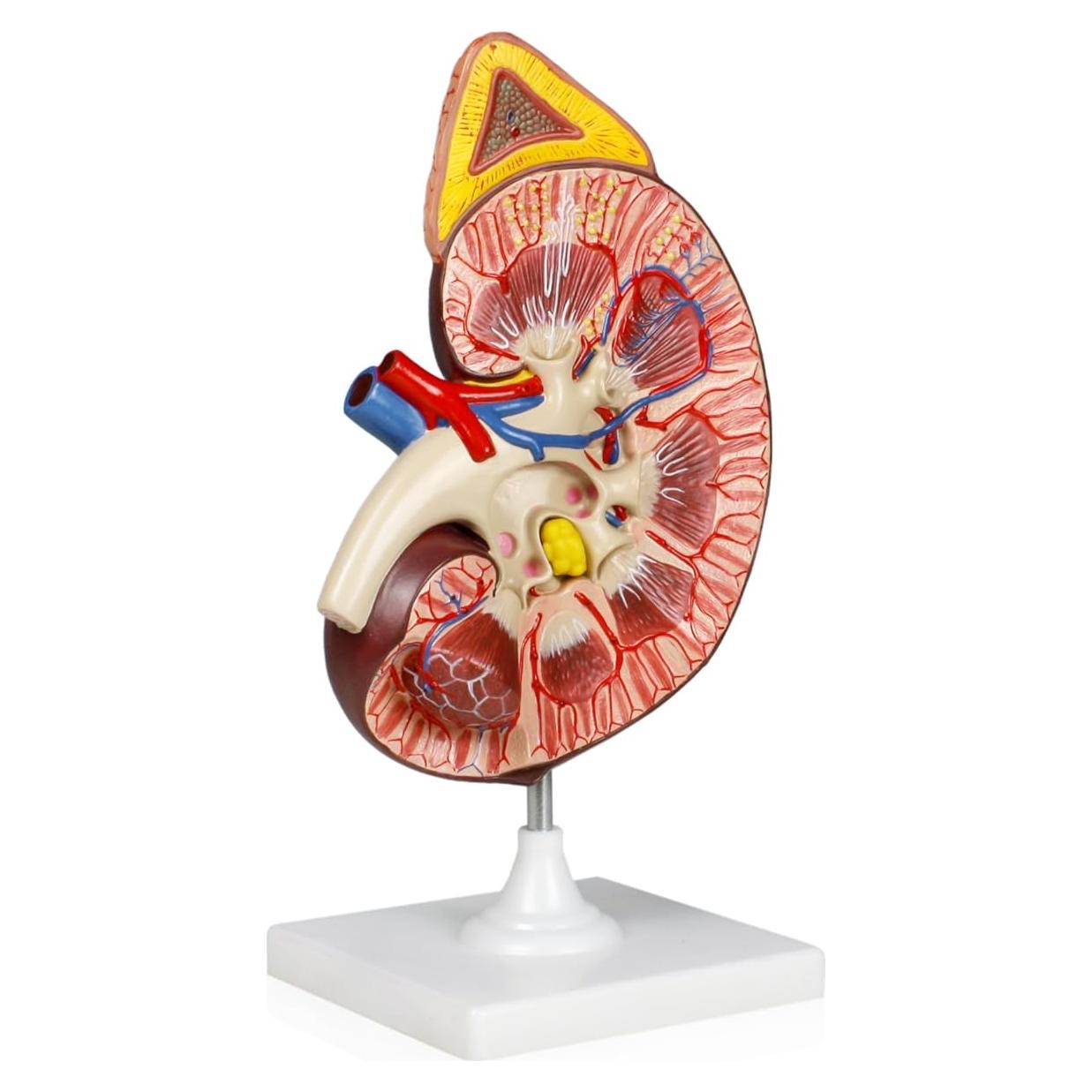 Modelo de riñón ampliado 3X Jackson Global JS00120